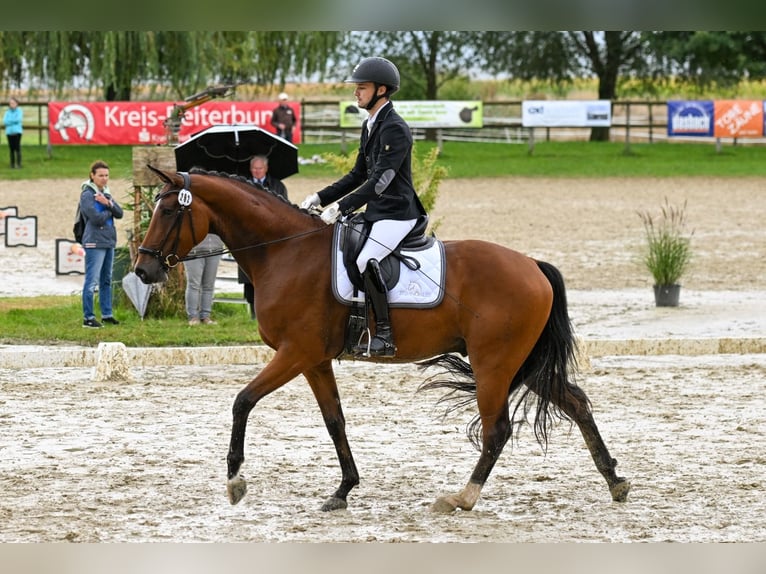 Hannoveriano Caballo castrado 7 años 167 cm Castaño in Börrstadt