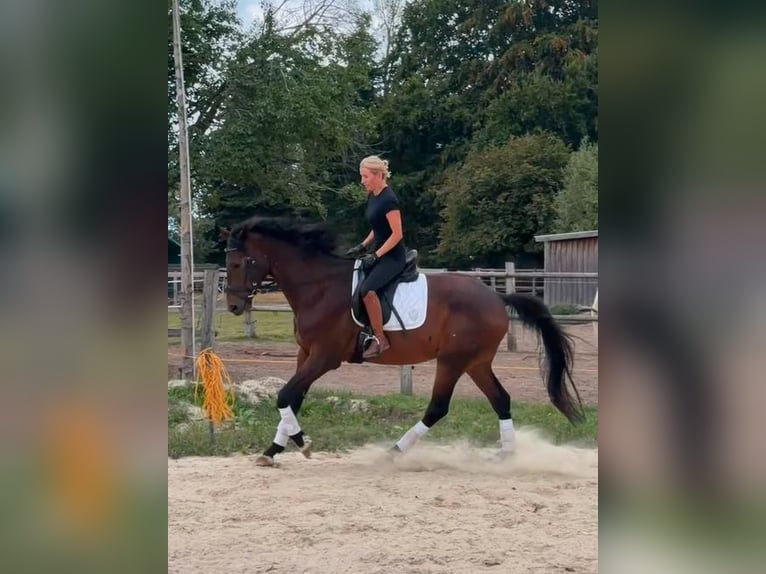 Hannoveriano Caballo castrado 7 años 167 cm Castaño in Bassum