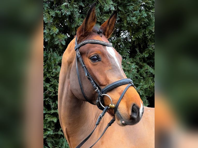 Hannoveriano Caballo castrado 7 años 167 cm Castaño in Verden