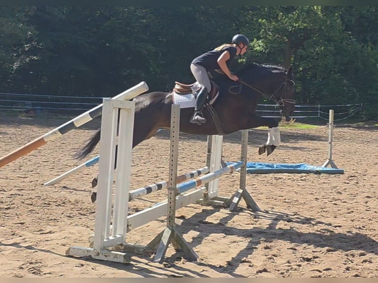 Hannoveriano Caballo castrado 7 años 167 cm Castaño oscuro in Braunschweig