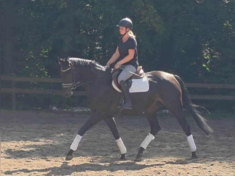 Hannoveriano Caballo castrado 7 años 167 cm Castaño oscuro in Braunschweig