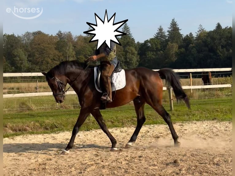 Hannoveriano Caballo castrado 7 años 167 cm Castaño oscuro in Bassum