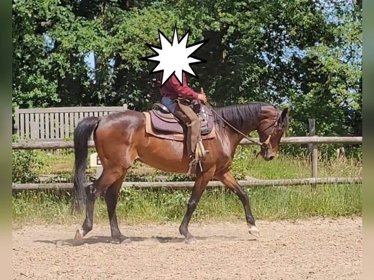 Hannoveriano Caballo castrado 7 años 167 cm Castaño oscuro in Bassum