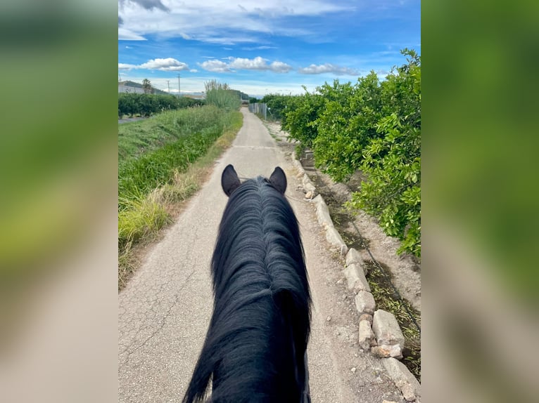 Hannoveriano Caballo castrado 7 años 167 cm Negro in Corbera