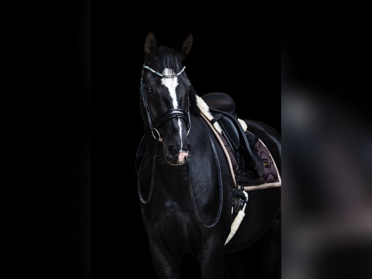 Hannoveriano Caballo castrado 7 años 167 cm Negro in Fredenbeck
