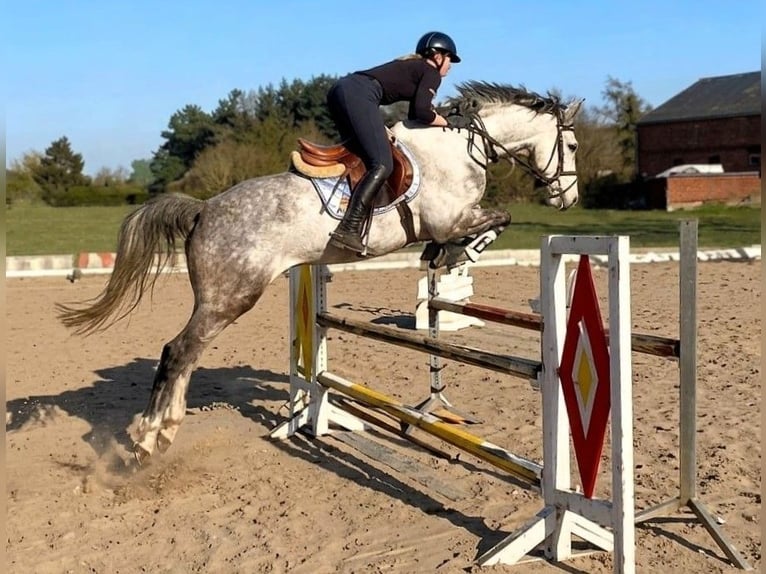 Hannoveriano Caballo castrado 7 años 167 cm Tordo in Potsdam
