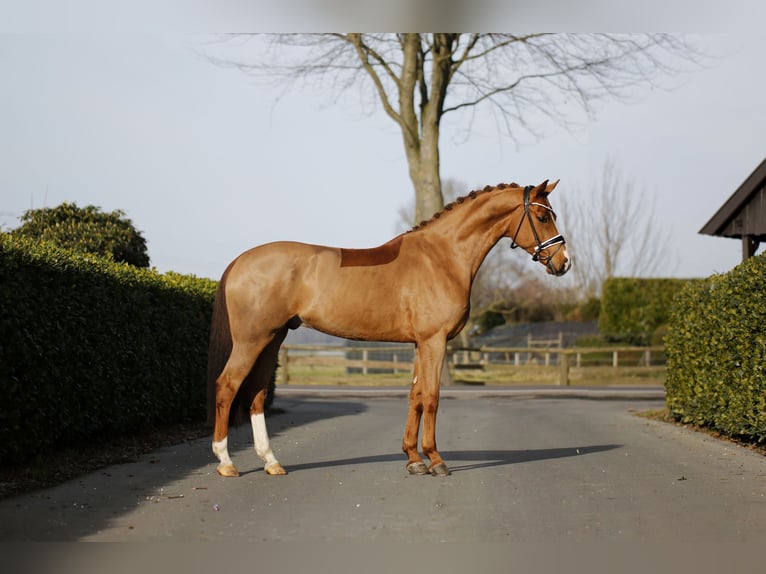 Hannoveriano Caballo castrado 7 años 168 cm Alazán in Vechta