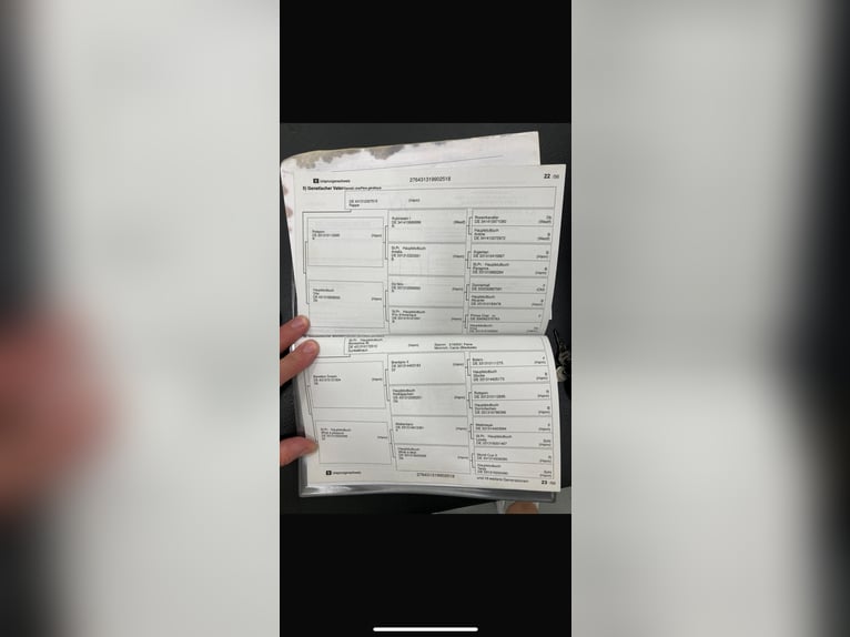 Hannoveriano Caballo castrado 7 años 168 cm Alazán in Kuchl