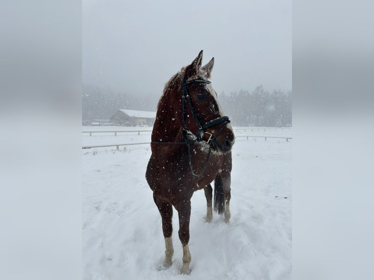 Hannoveriano Caballo castrado 7 años 168 cm Alazán in Wirtschach