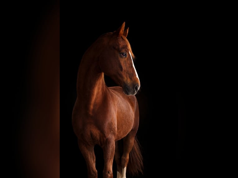 Hannoveriano Caballo castrado 7 años 168 cm Alazán in Wirtschach