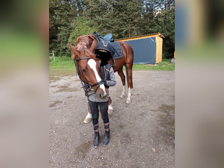 Hannoveriano Caballo castrado 7 años 168 cm Alazán in Wirtschach