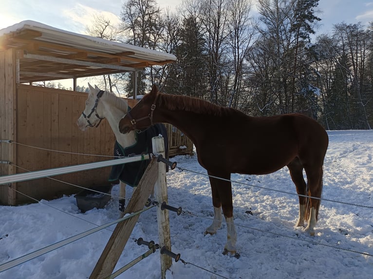 Hannoveriano Caballo castrado 7 años 168 cm Alazán in Wirtschach