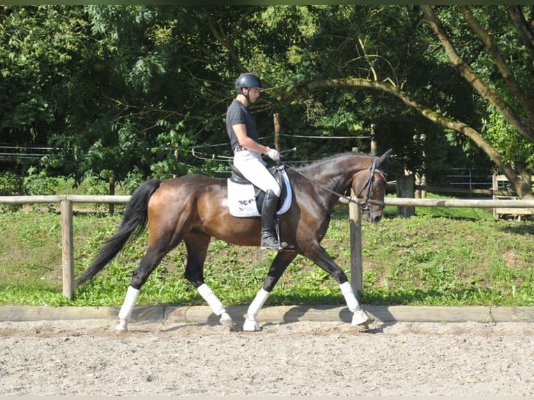 Hannoveriano Caballo castrado 7 años 168 cm Castaño in Wellheim