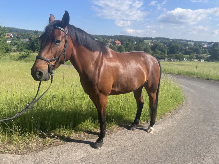 Hannoveriano Caballo castrado 7 años 168 cm Castaño in Laubach