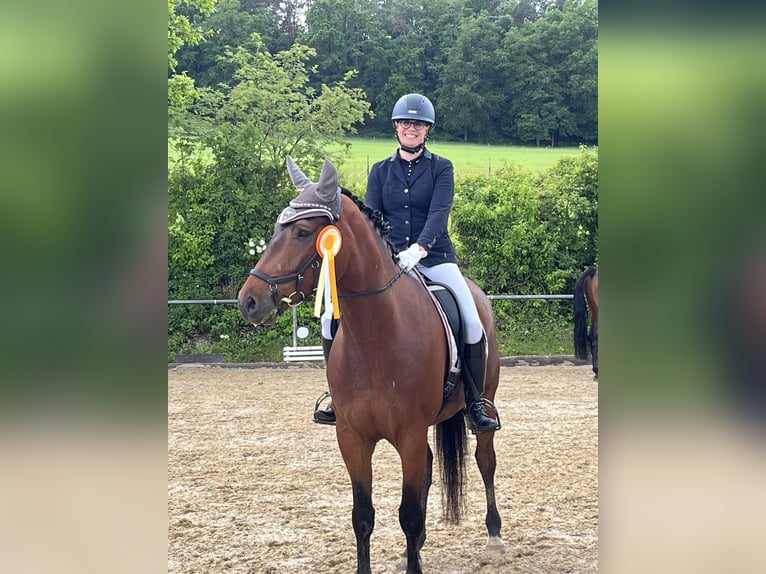Hannoveriano Caballo castrado 7 años 168 cm Castaño in Laubach