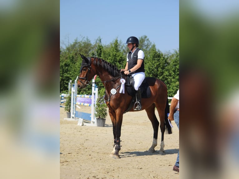 Hannoveriano Caballo castrado 7 años 168 cm Castaño in Wipperfürth