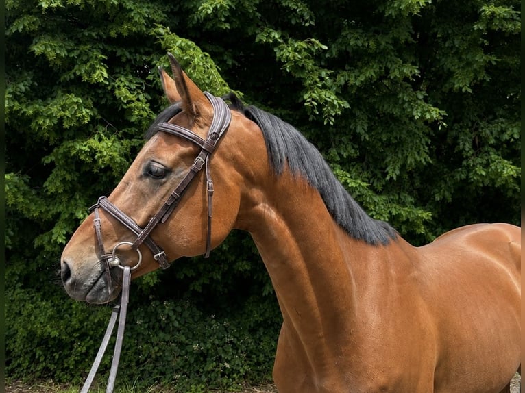 Hannoveriano Caballo castrado 7 años 168 cm Castaño in Overath