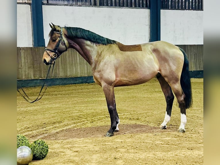 Hannoveriano Caballo castrado 7 años 168 cm Castaño in Siedenburg