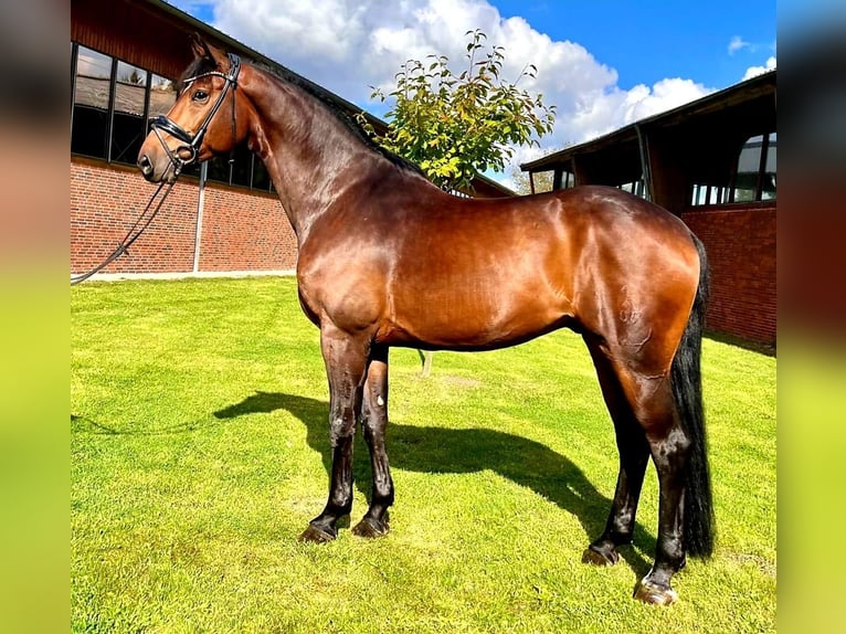 Hannoveriano Caballo castrado 7 años 168 cm Castaño oscuro in Münster