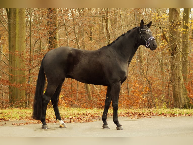 Hannoveriano Caballo castrado 7 años 168 cm Negro in Gleichen