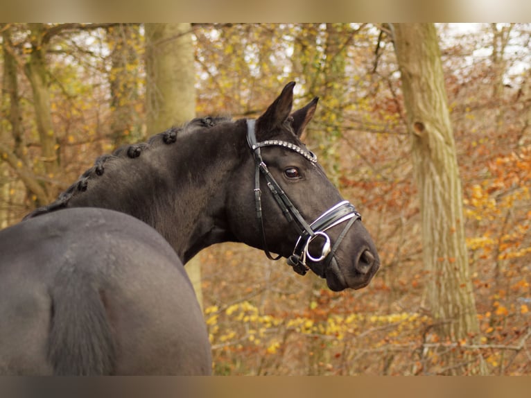 Hannoveriano Caballo castrado 7 años 168 cm Negro in Gleichen