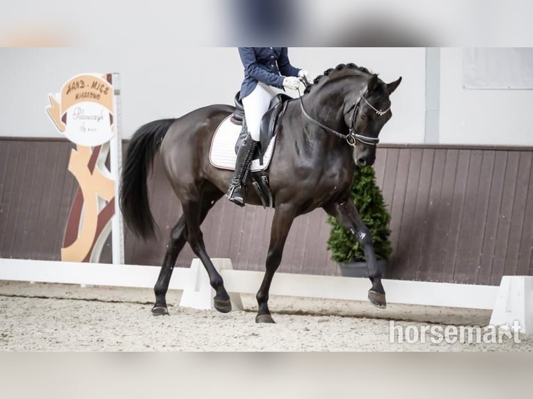 Hannoveriano Caballo castrado 7 años 168 cm Negro in Warshaw