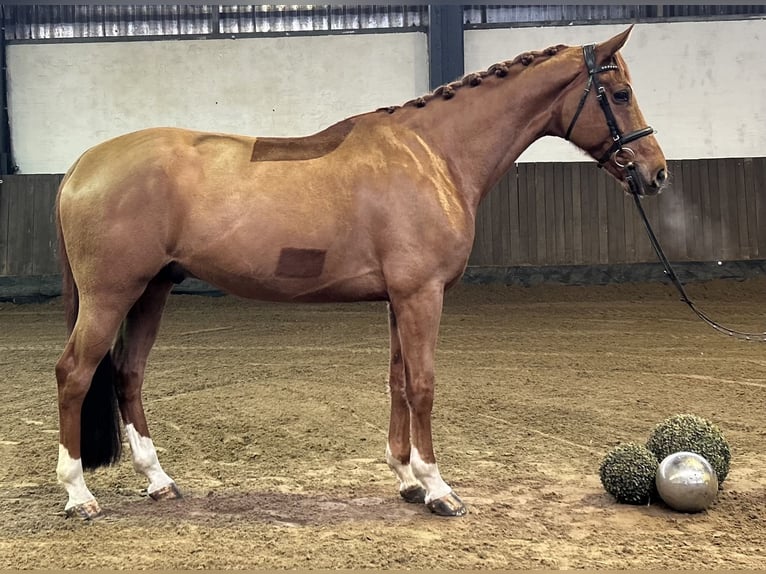 Hannoveriano Caballo castrado 7 años 169 cm Alazán in Siedenburg