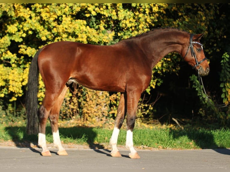 Hannoveriano Caballo castrado 7 años 169 cm Castaño in Königsdorf