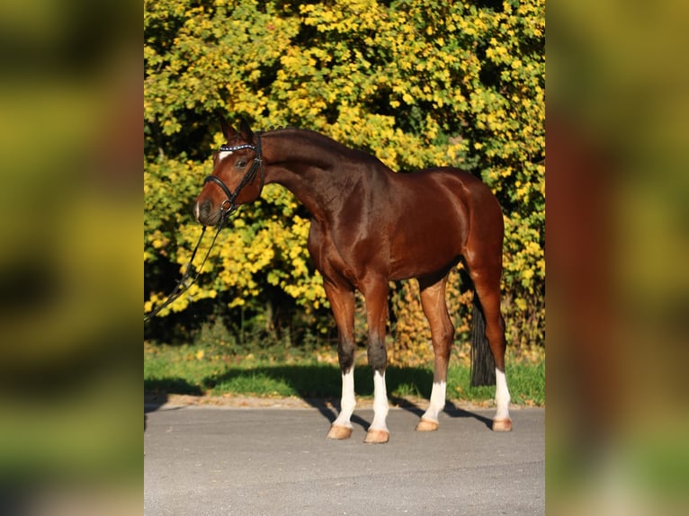 Hannoveriano Caballo castrado 7 años 169 cm Castaño in Königsdorf