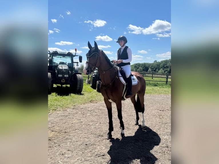 Hannoveriano Caballo castrado 7 años 169 cm Castaño in Oberraden