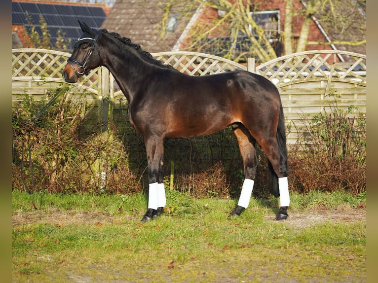 Hannoveriano Caballo castrado 7 años 169 cm Castaño oscuro in Hohenfelde