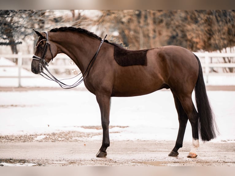 Hannoveriano Caballo castrado 7 años 169 cm Negro in Wehringen
