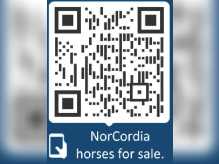 Hannoveriano Caballo castrado 7 años 169 cm Negro in Randb&#xF8;l