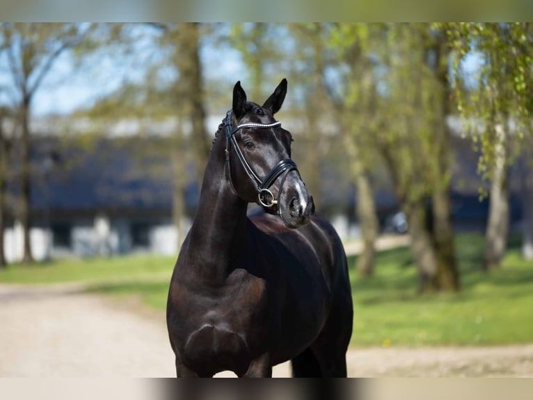Hannoveriano Caballo castrado 7 años 169 cm Negro in Randb&#xF8;l
