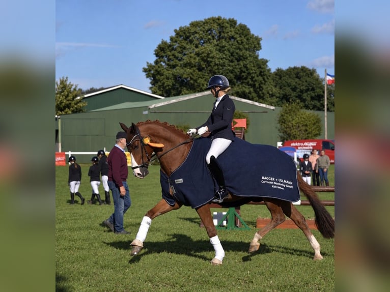 Hannoveriano Caballo castrado 7 años 170 cm Alazán in Hohenfelde