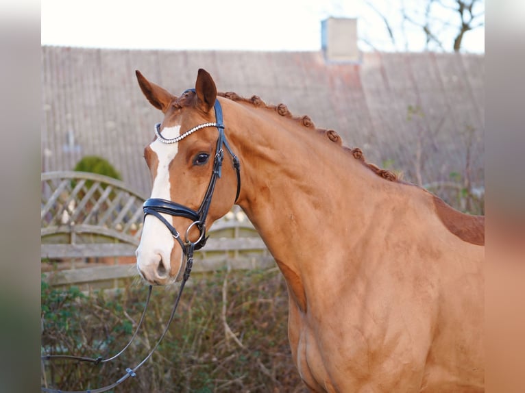 Hannoveriano Caballo castrado 7 años 170 cm Alazán in Hohenfelde