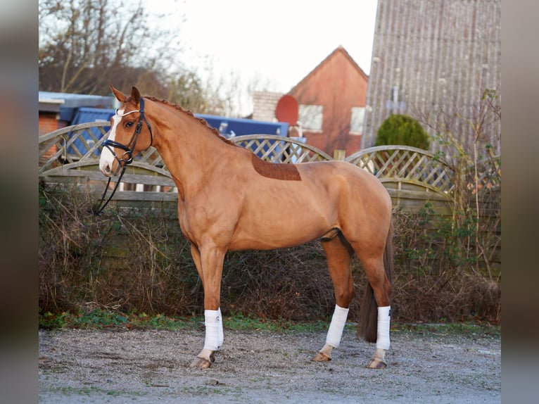 Hannoveriano Caballo castrado 7 años 170 cm Alazán in Hohenfelde