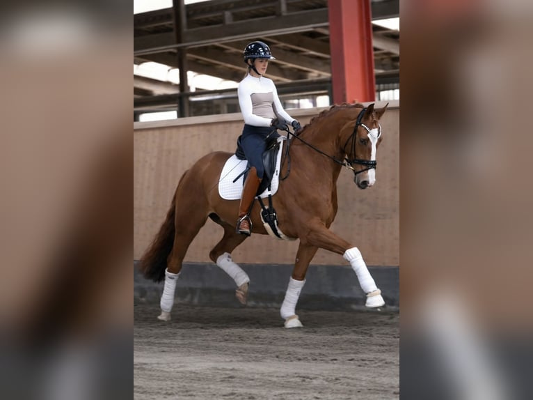 Hannoveriano Caballo castrado 7 años 170 cm Alazán in Hohenfelde