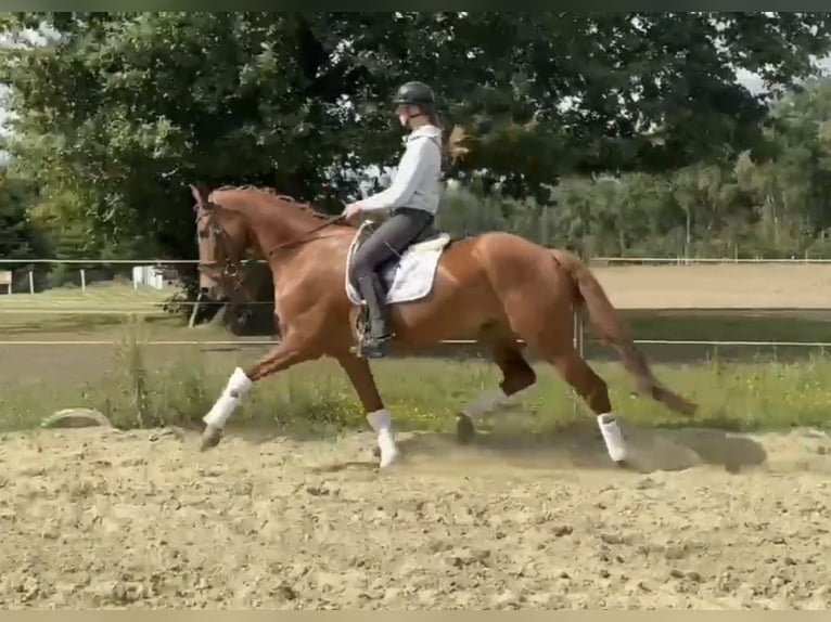 Hannoveriano Caballo castrado 7 años 170 cm Alazán in Bassum