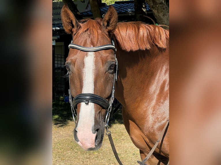 Hannoveriano Caballo castrado 7 años 170 cm Alazán in Berlin