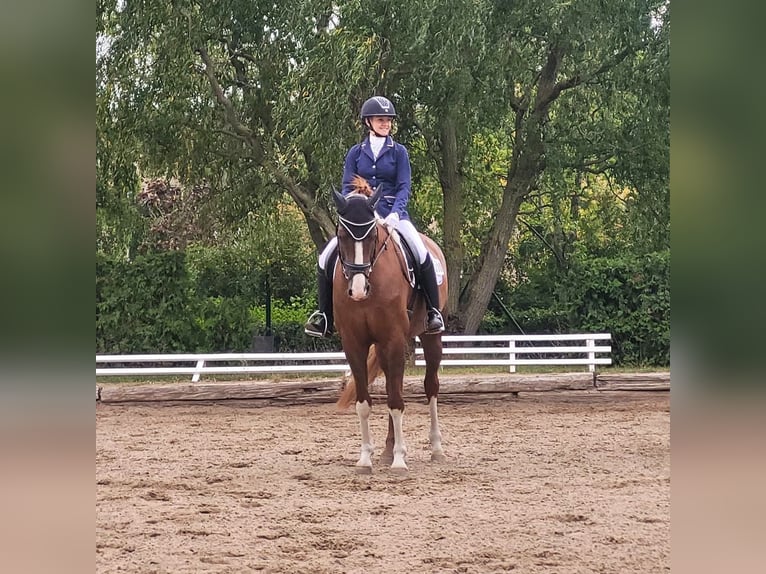 Hannoveriano Caballo castrado 7 años 170 cm Alazán in Berlin