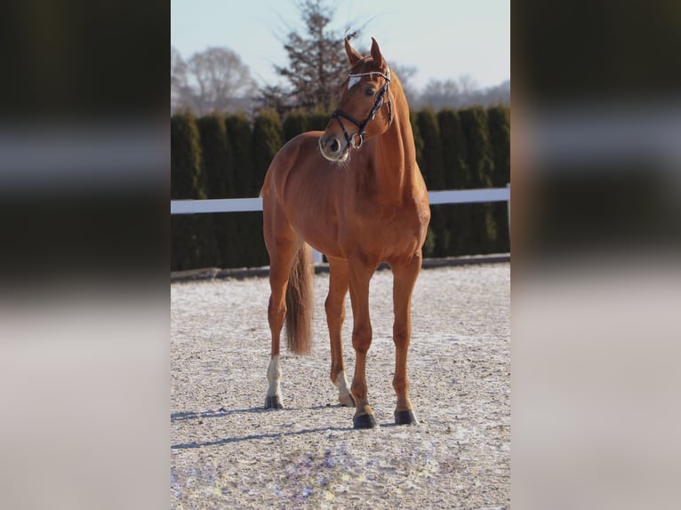 Hannoveriano Caballo castrado 7 años 170 cm Alazán in Schwäbisch Hall