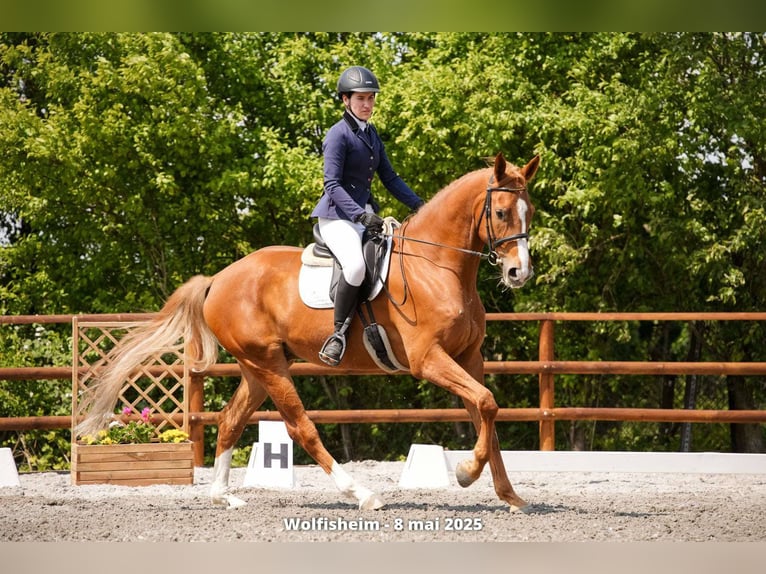 Hannoveriano Caballo castrado 7 años 170 cm Alazán in Strasbourg