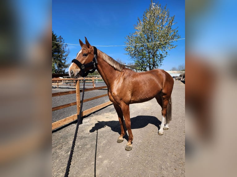 Hannoveriano Caballo castrado 7 años 170 cm Alazán in Strasbourg