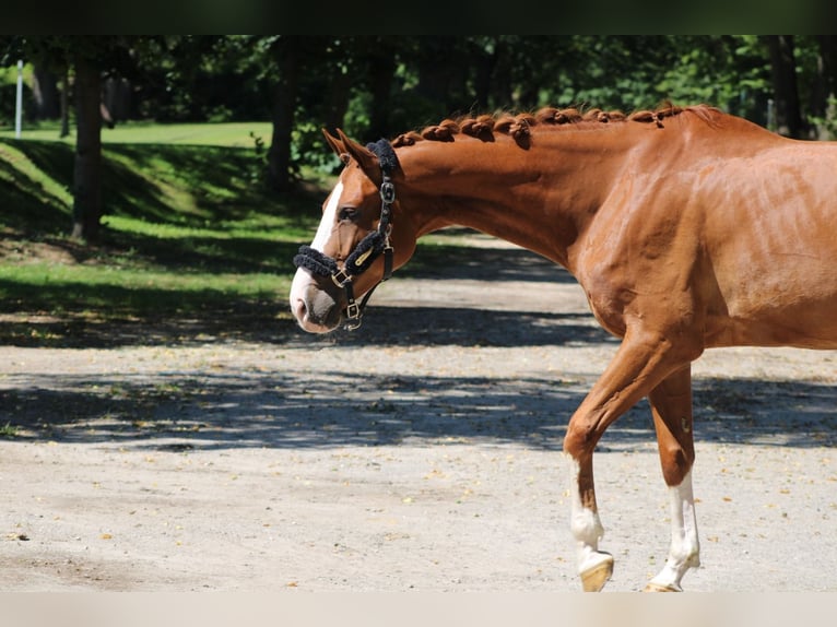 Hannoveriano Caballo castrado 7 años 170 cm Alazán in Darmstadt