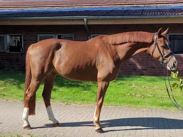Hannoveriano Caballo castrado 7 años 170 cm Alazán in Dörverden