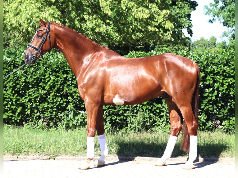 Hannoveriano Caballo castrado 7 años 170 cm Alazán in Selsingen