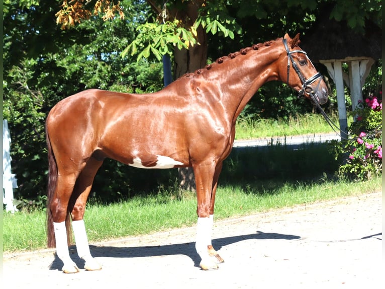 Hannoveriano Caballo castrado 7 años 170 cm Alazán in Selsingen