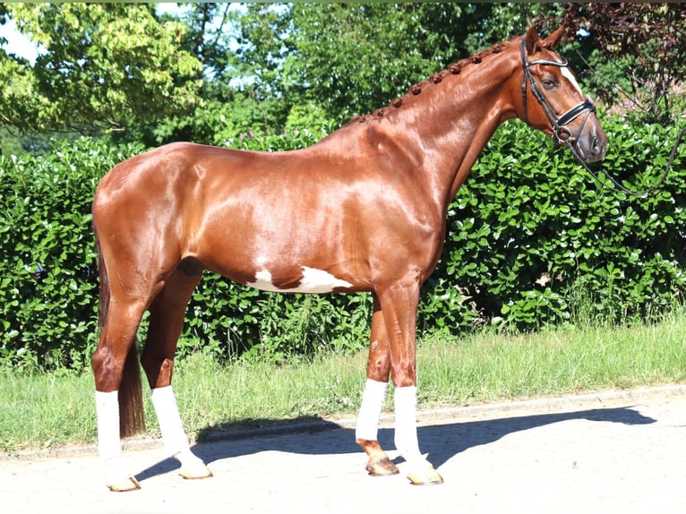 Hannoveriano Caballo castrado 7 años 170 cm Alazán in Selsingen