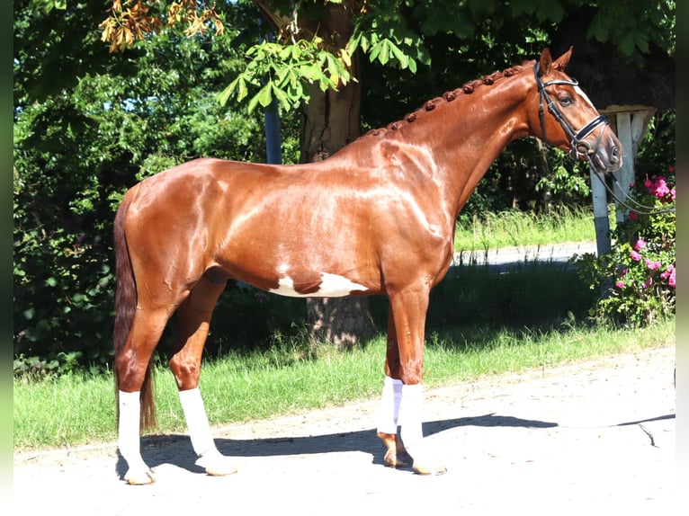 Hannoveriano Caballo castrado 7 años 170 cm Alazán in Selsingen